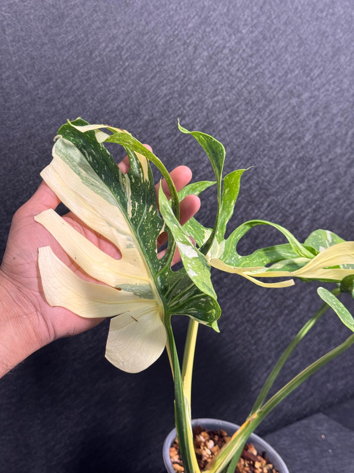 Monstera Deliciosa Medusa Variegated Live Plant - Super Rare Variegated Monstera - Exotic Indoor Collector Plant - US Seller