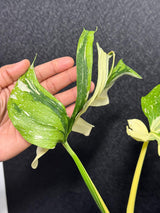 Monstera Deliciosa Medusa Variegated Live Plant - Super Rare Variegated Monstera - Exotic Indoor Collector Plant - US Seller