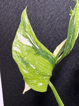 Monstera Deliciosa Medusa Variegated Live Plant - Super Rare Variegated Monstera - Exotic Indoor Collector Plant - US Seller