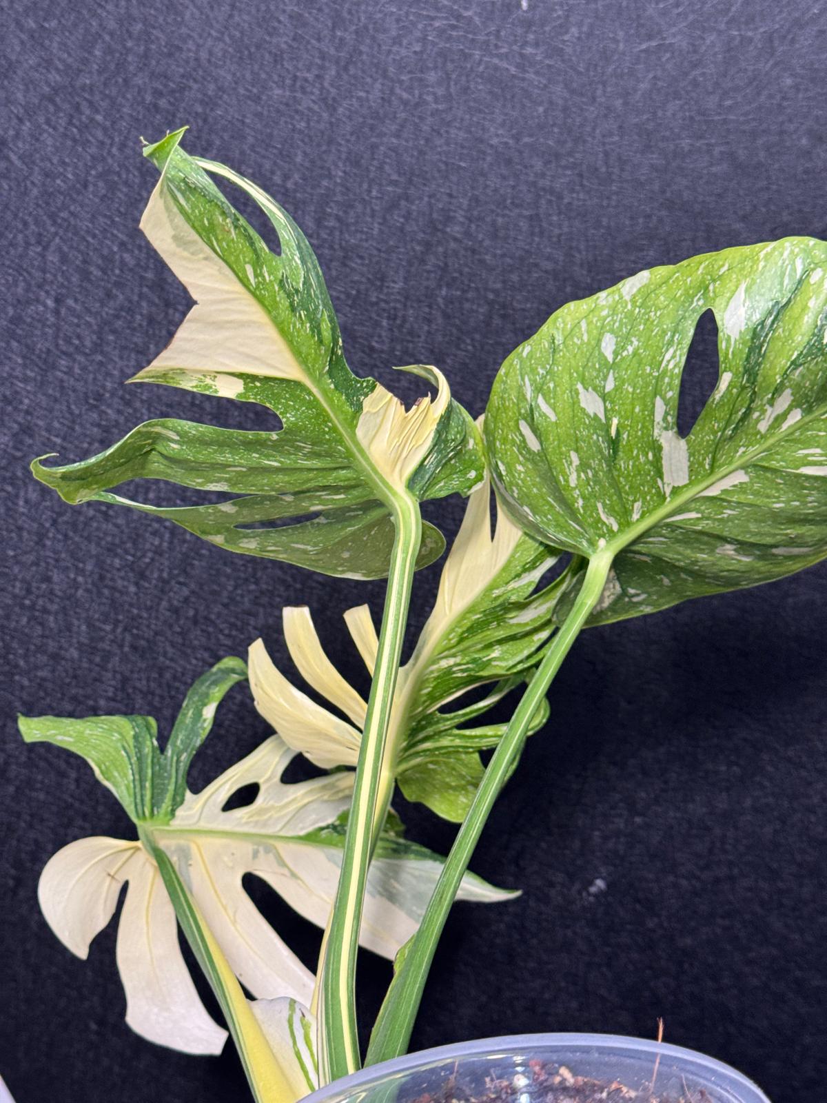 Monstera Deliciosa Medusa Variegated Live Plant - Super Rare Variegated Monstera - Exotic Indoor Collector Plant - US Seller