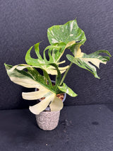 Monstera Deliciosa Medusa Variegated Live Plant - Super Rare Variegated Monstera - Exotic Indoor Collector Plant - US Seller