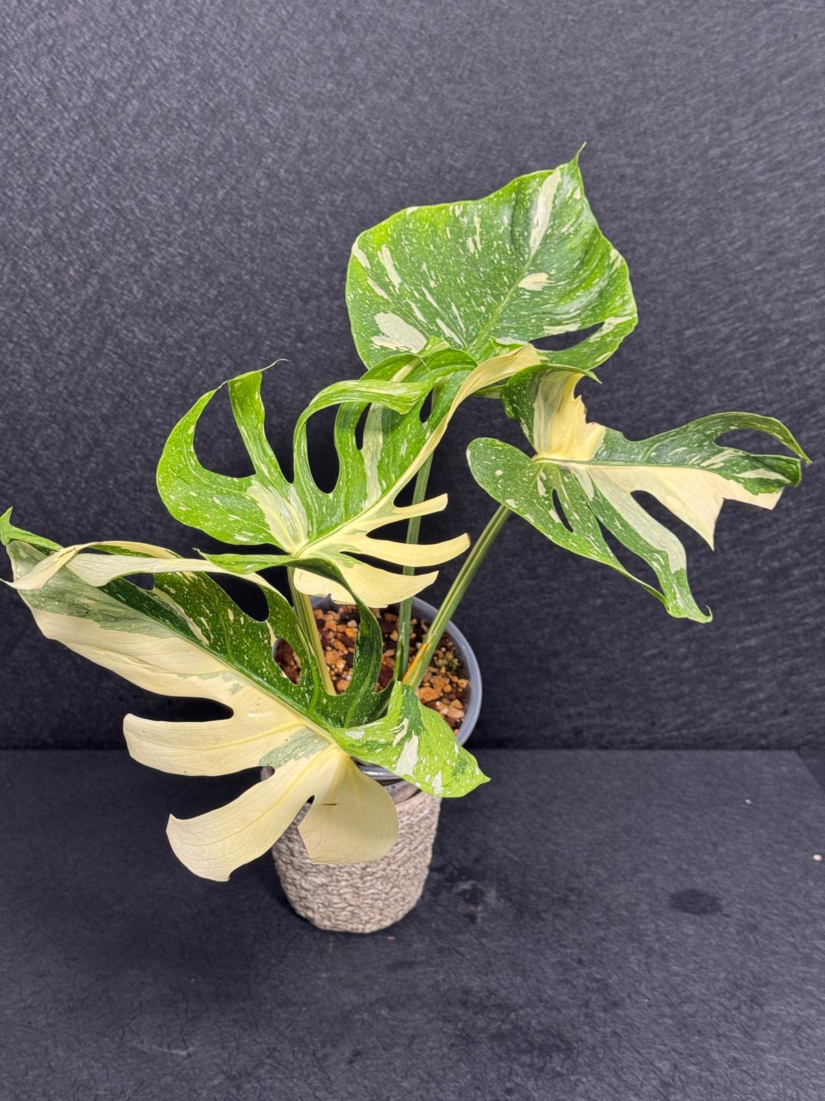 Monstera Deliciosa Medusa Variegated Live Plant - Super Rare Variegated Monstera - Exotic Indoor Collector Plant - US Seller