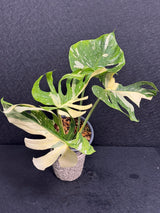 Monstera Deliciosa Medusa Variegated Live Plant - Super Rare Variegated Monstera - Exotic Indoor Collector Plant - US Seller