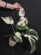 Variegated Monstera Albo - Rare Collector White Monstera Albo Borsigiana - EXACT Plant - US Seller