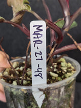 gift plant
