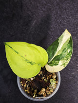 Jade Scindapsus
