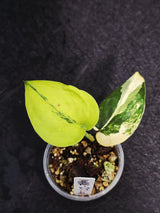 rare indoor plant
