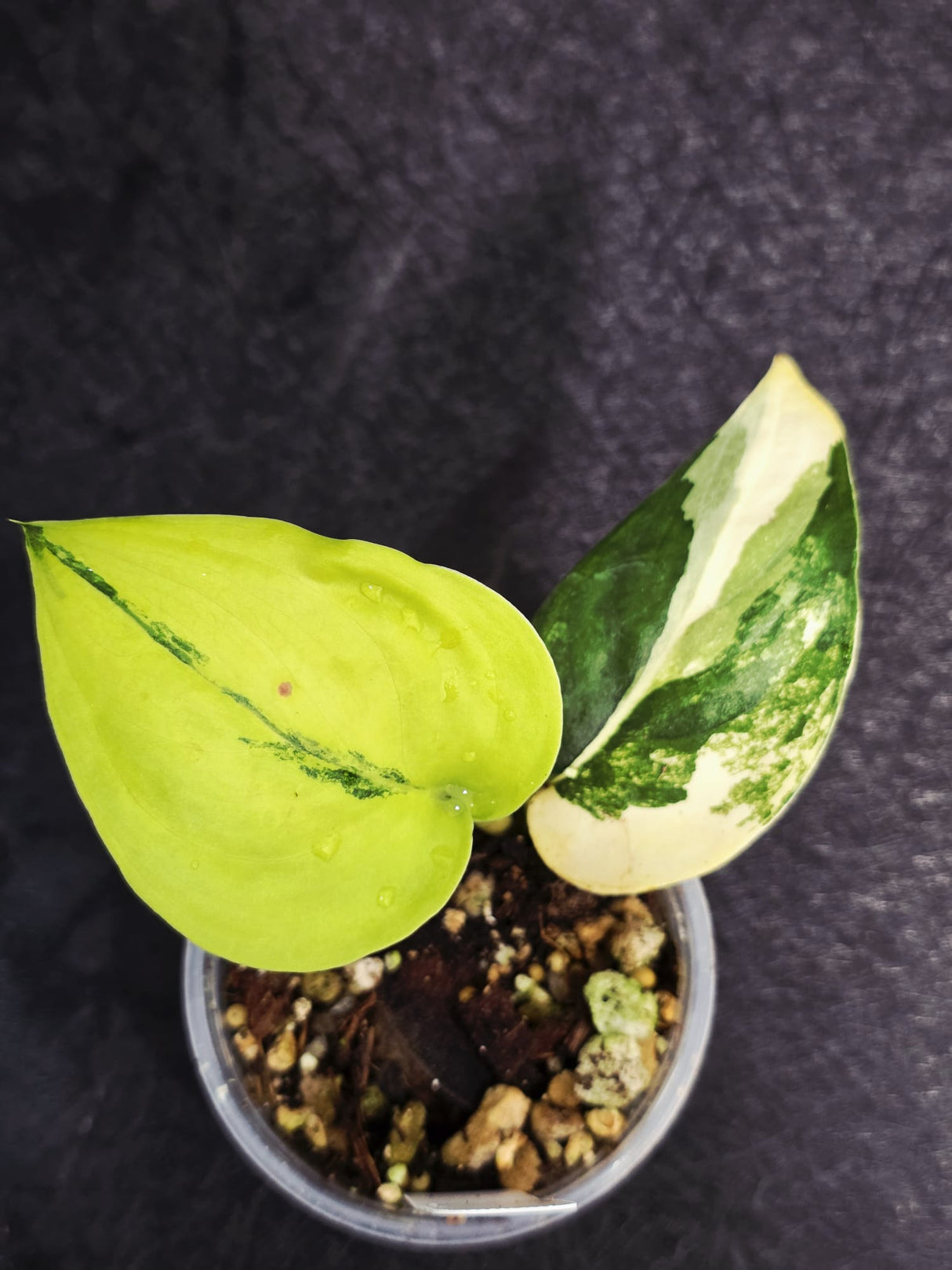 Rare Jade Satin
