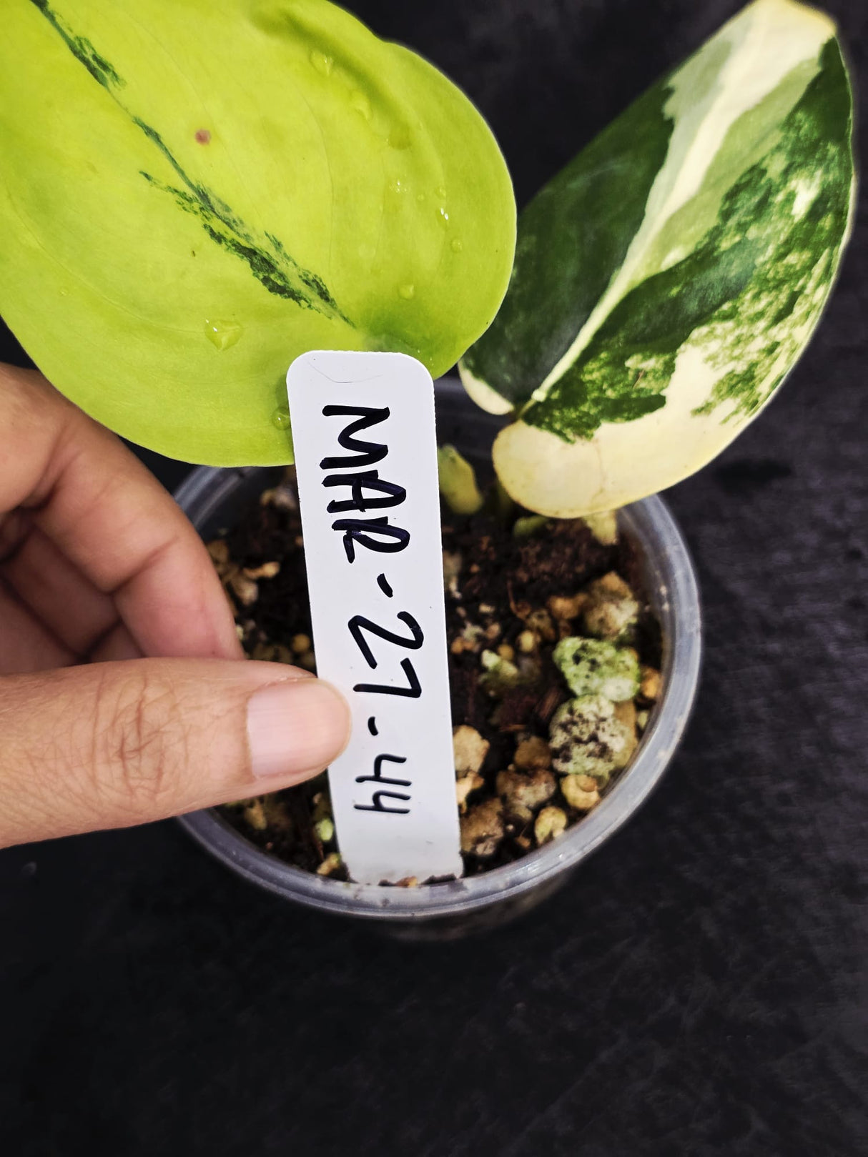 Rare Live Plant
