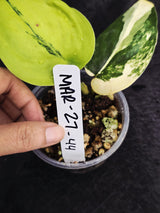 Rare Live Plant
