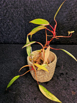 Rare Collector Plant 