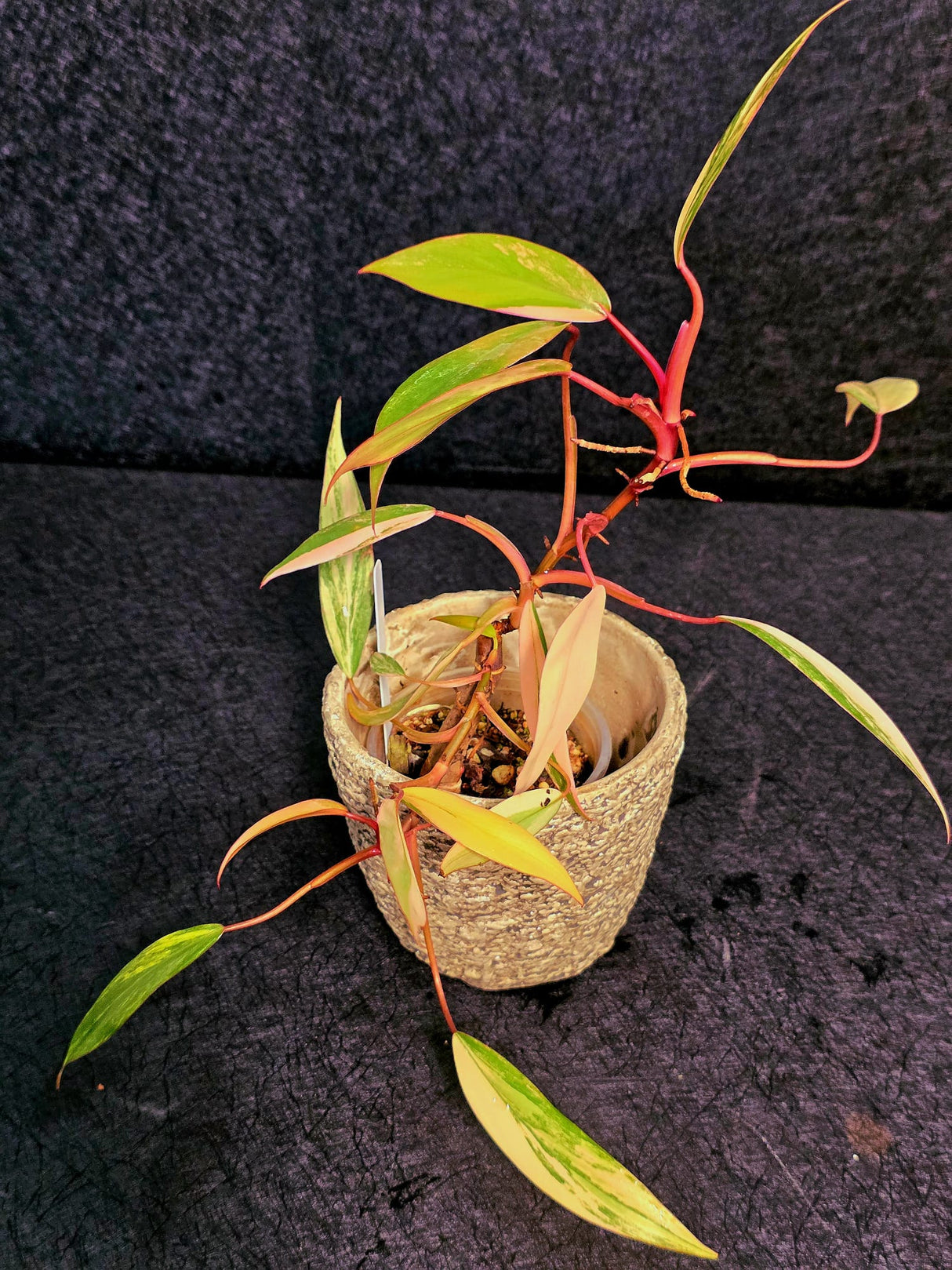  Philodendron Pink Plant