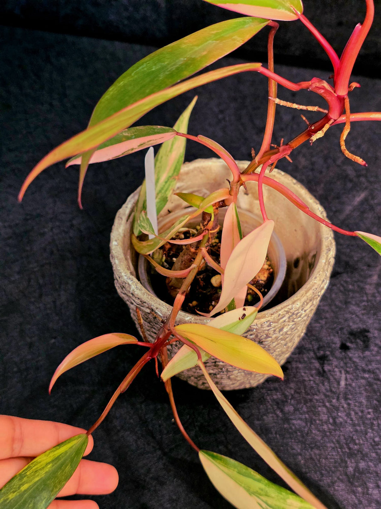 Variegated super Rare  Plant