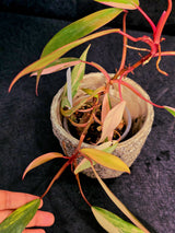 Variegated super Rare  Plant