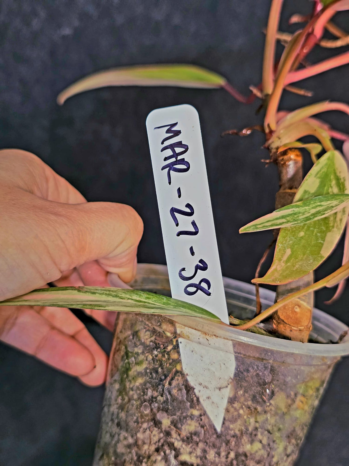 rare houseplant