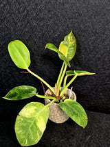 Highly Variegated
