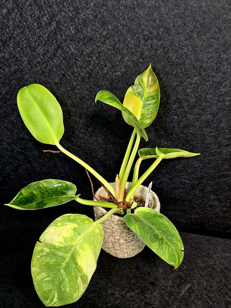 Highly Variegated