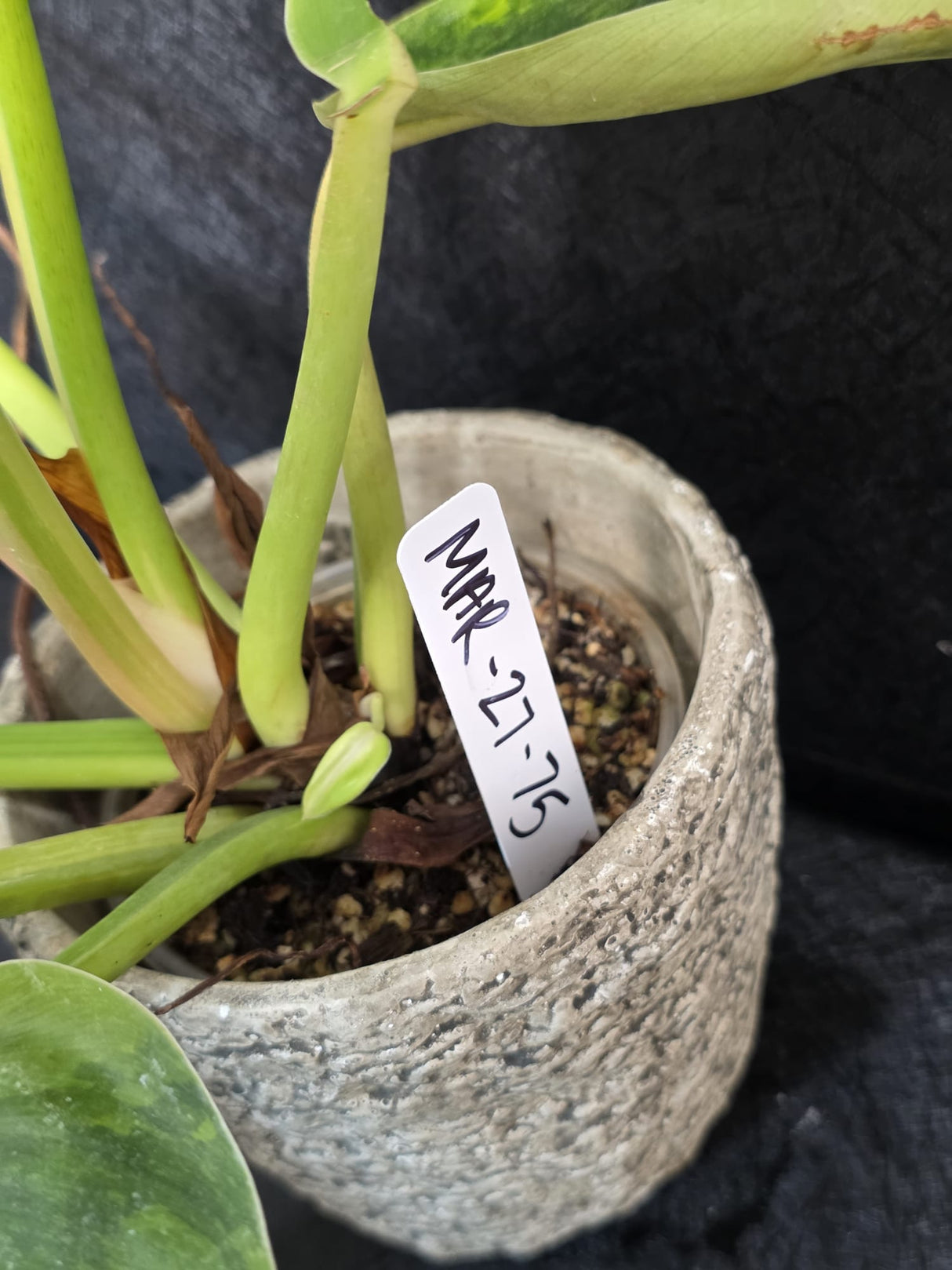 Live Indoor Plants