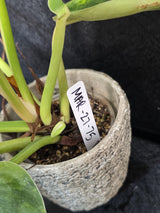 Live Indoor Plants