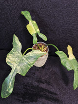 Bipennifolium plant