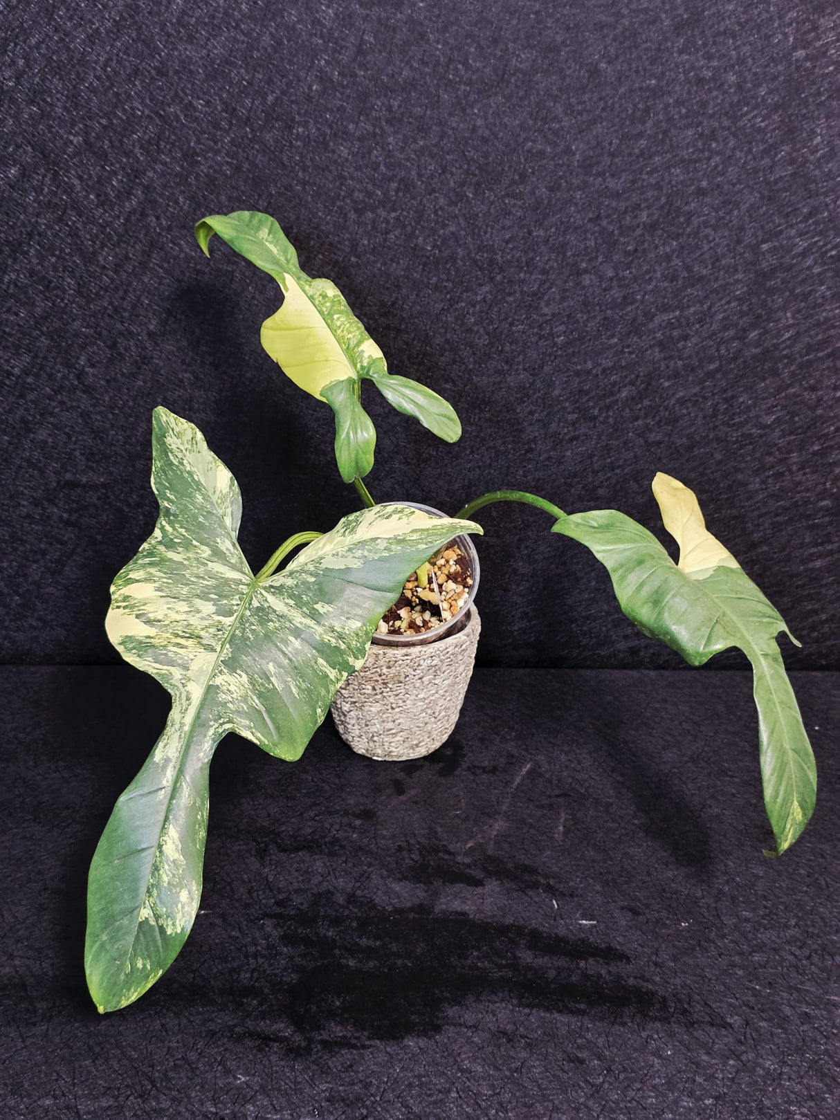 live collector plant