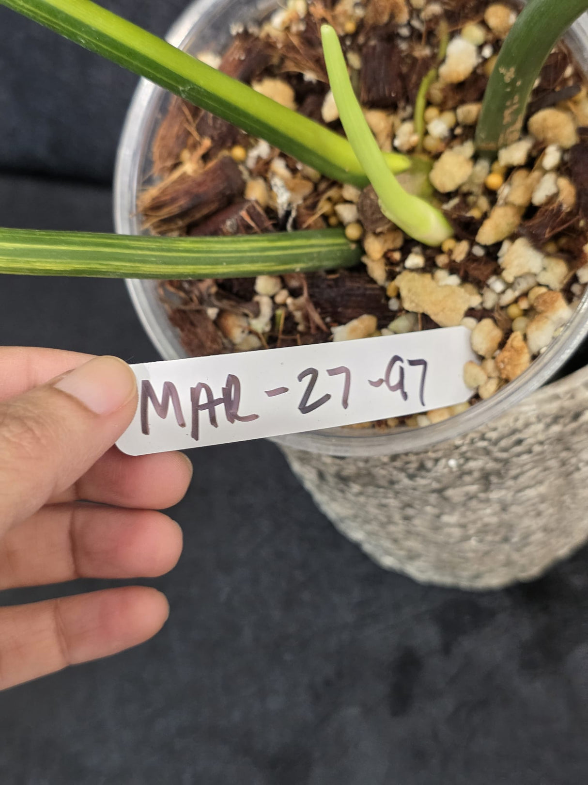 Variegated Philodendron Bipennifolium - Collector's Aroid - Exact SAME Live Plant - US Seller