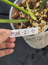 Variegated Philodendron Bipennifolium - Collector's Aroid - Exact SAME Live Plant - US Seller
