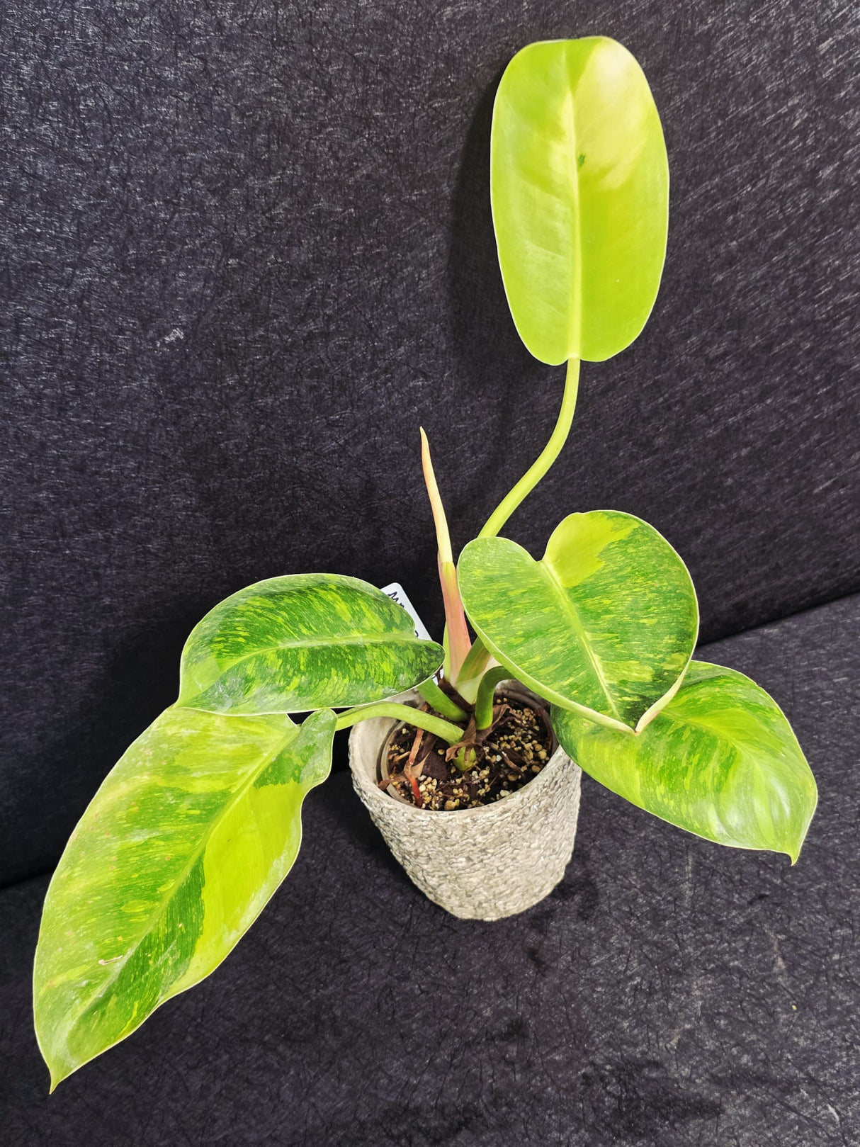 Green Congo