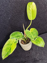Green Congo