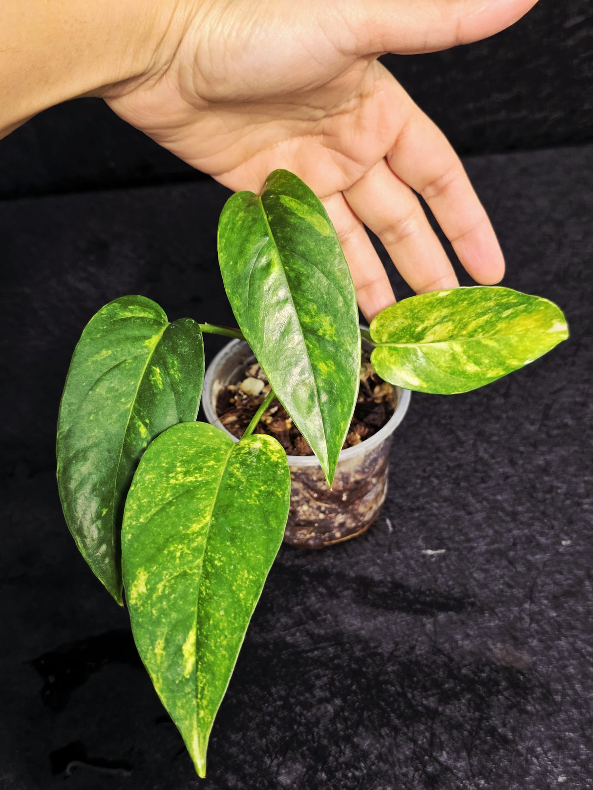 easy collector plant