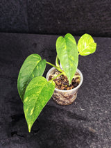 indoor rare plant