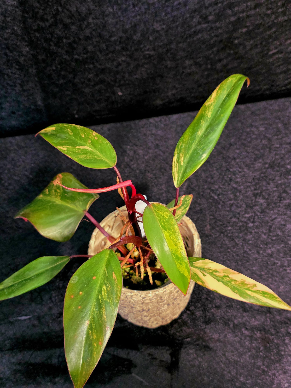 Variegated Philodendron Strawberry Shake - RARE Collector Philodendron Pink Plant - Exact Pot - US seller