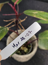 Variegated Philodendron Strawberry Shake - RARE Collector Philodendron Pink Plant - Exact Pot - US seller