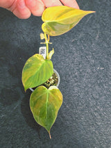 Variegated Philodendron Mican Aurea in a Nursery Pot - Rare Collector Plant - EXACT Plant - US SELLER