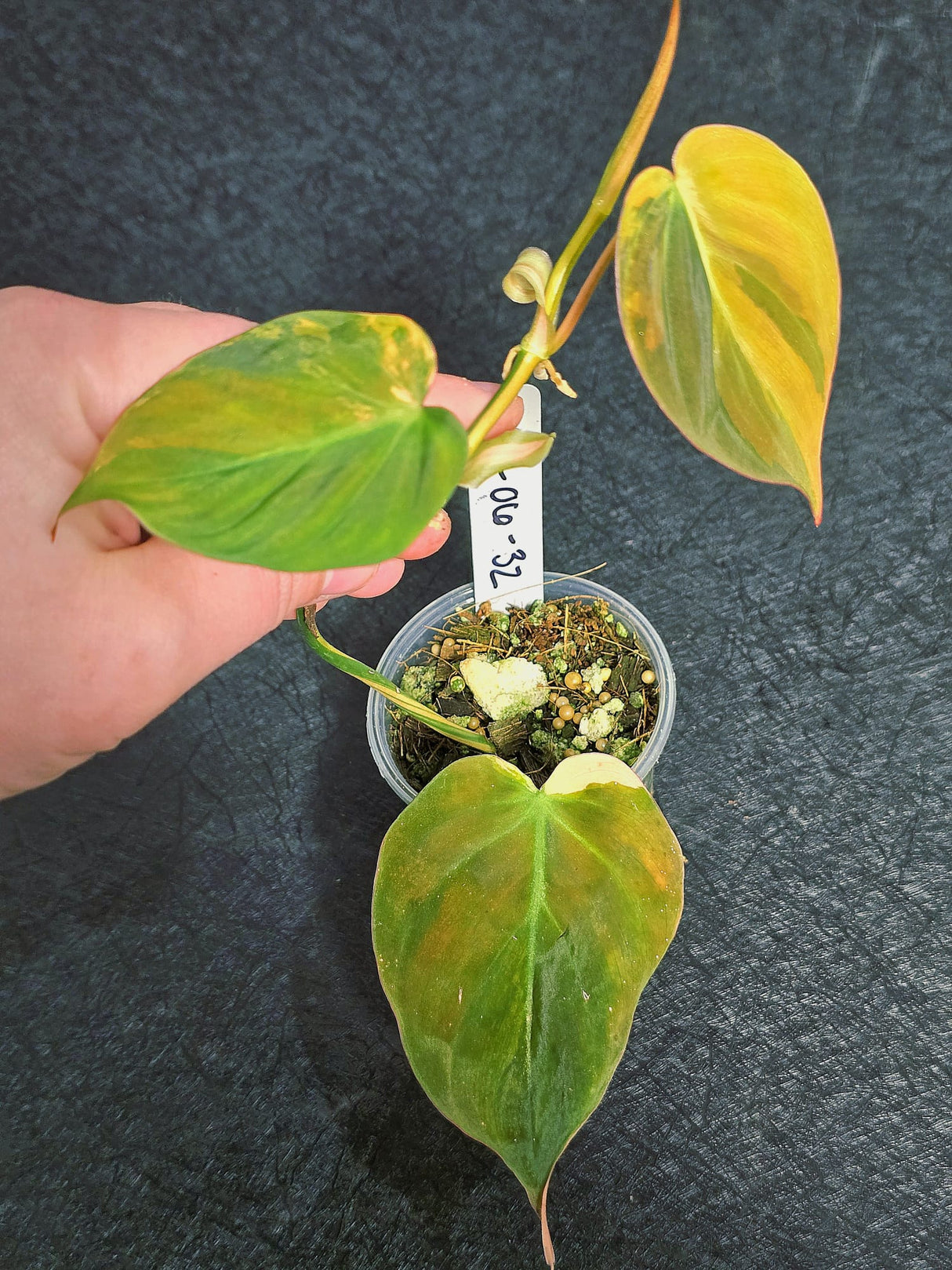 Variegated Philodendron Mican Aurea in a Nursery Pot - Rare Collector Plant - EXACT Plant - US SELLER