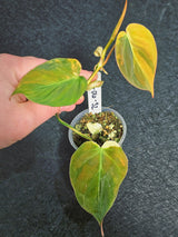 Variegated Philodendron Mican Aurea in a Nursery Pot - Rare Collector Plant - EXACT Plant - US SELLER