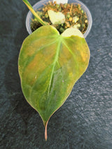 Variegated Philodendron Mican Aurea in a Nursery Pot - Rare Collector Plant - EXACT Plant - US SELLER