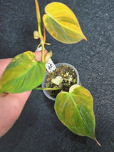 Variegated Philodendron Mican Aurea in a Nursery Pot - Rare Collector Plant - EXACT Plant - US SELLER