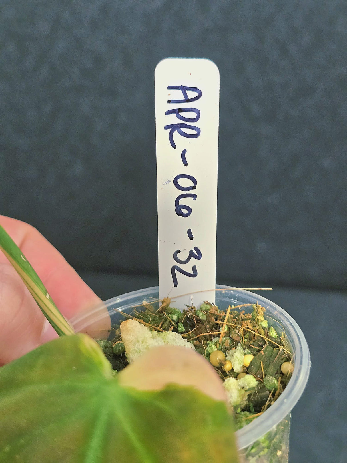 Variegated Philodendron Mican Aurea in a Nursery Pot - Rare Collector Plant - EXACT Plant - US SELLER