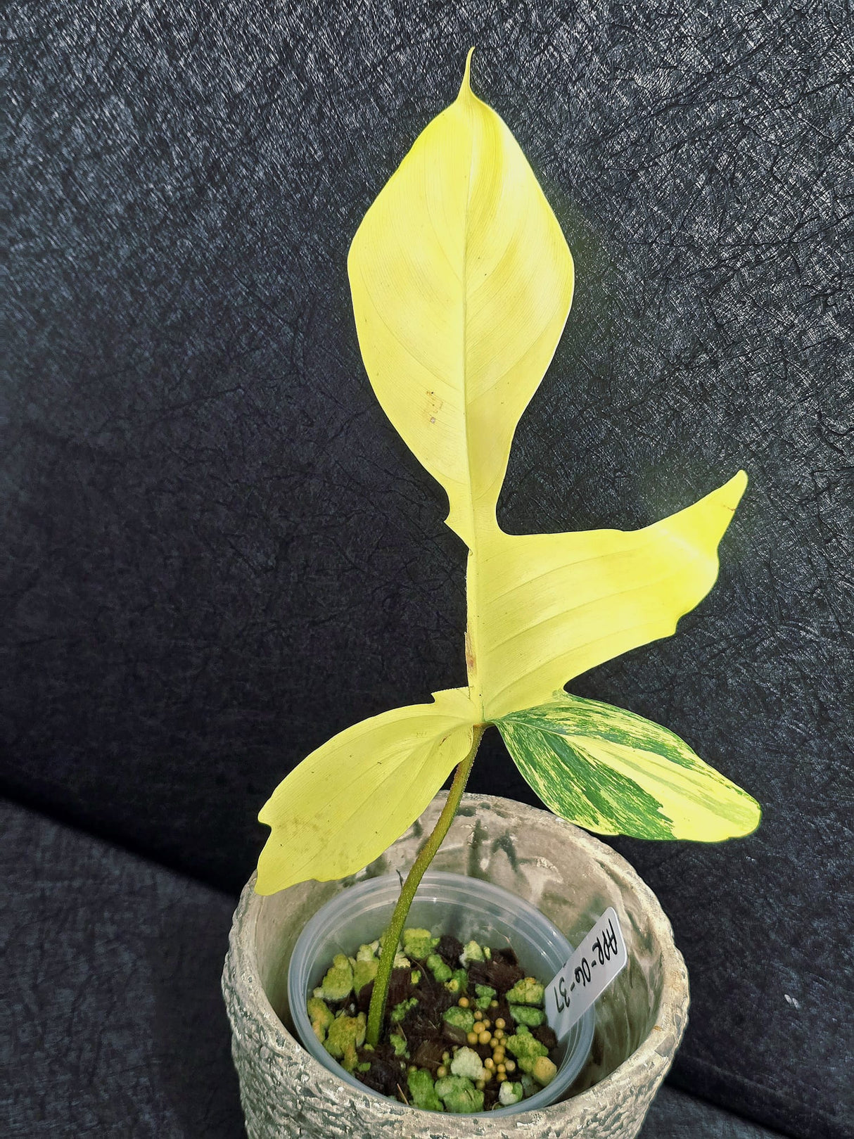 Variegated Philodendron Florida Beauty in a Nursery Pot - Rare Collector Plant - Exact Plant - US Seller