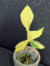Variegated Philodendron Florida Beauty in a Nursery Pot - Rare Collector Plant - Exact Plant - US Seller
