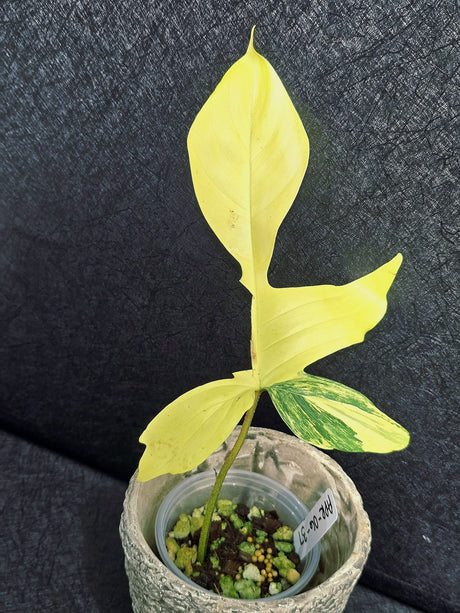 Variegated Philodendron Florida Beauty in a Nursery Pot - Rare Collector Plant - Exact Plant - US Seller