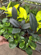 Wholesale 4" Assorted Tropical Plant - Gift Indoor Houseplant Bundle