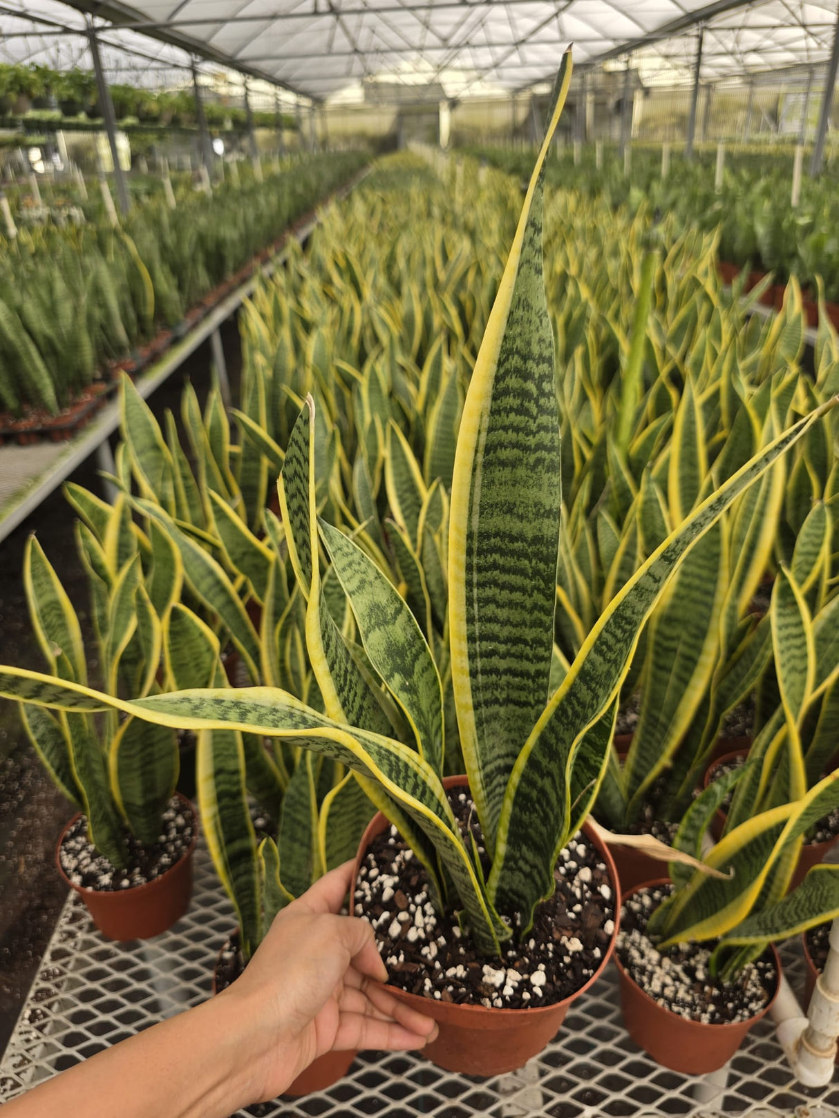 Wholesale 6" Sansevieria Laurentii - Live Snake Plants - Easy Care Indoor Houseplants