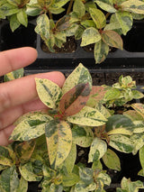 Wholesale 2" Ficus Shivereana Variegated in - Tropical House Plant - Rare Rubber Plant