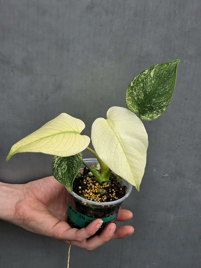  Monstera Mint Plant