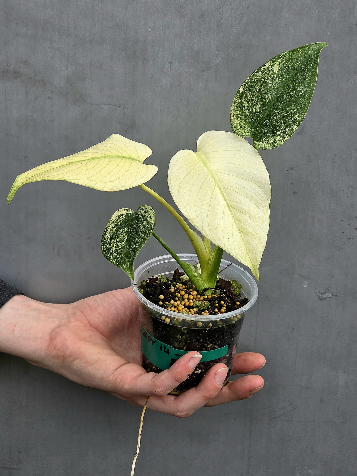 Variegated Mint Plant 