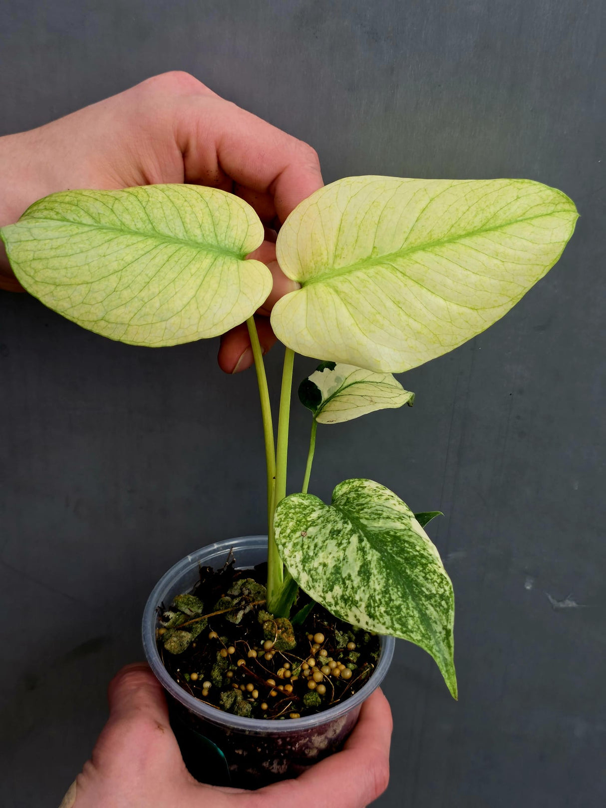 
Monstera deliciosa mint 
