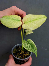 
Monstera deliciosa mint 
