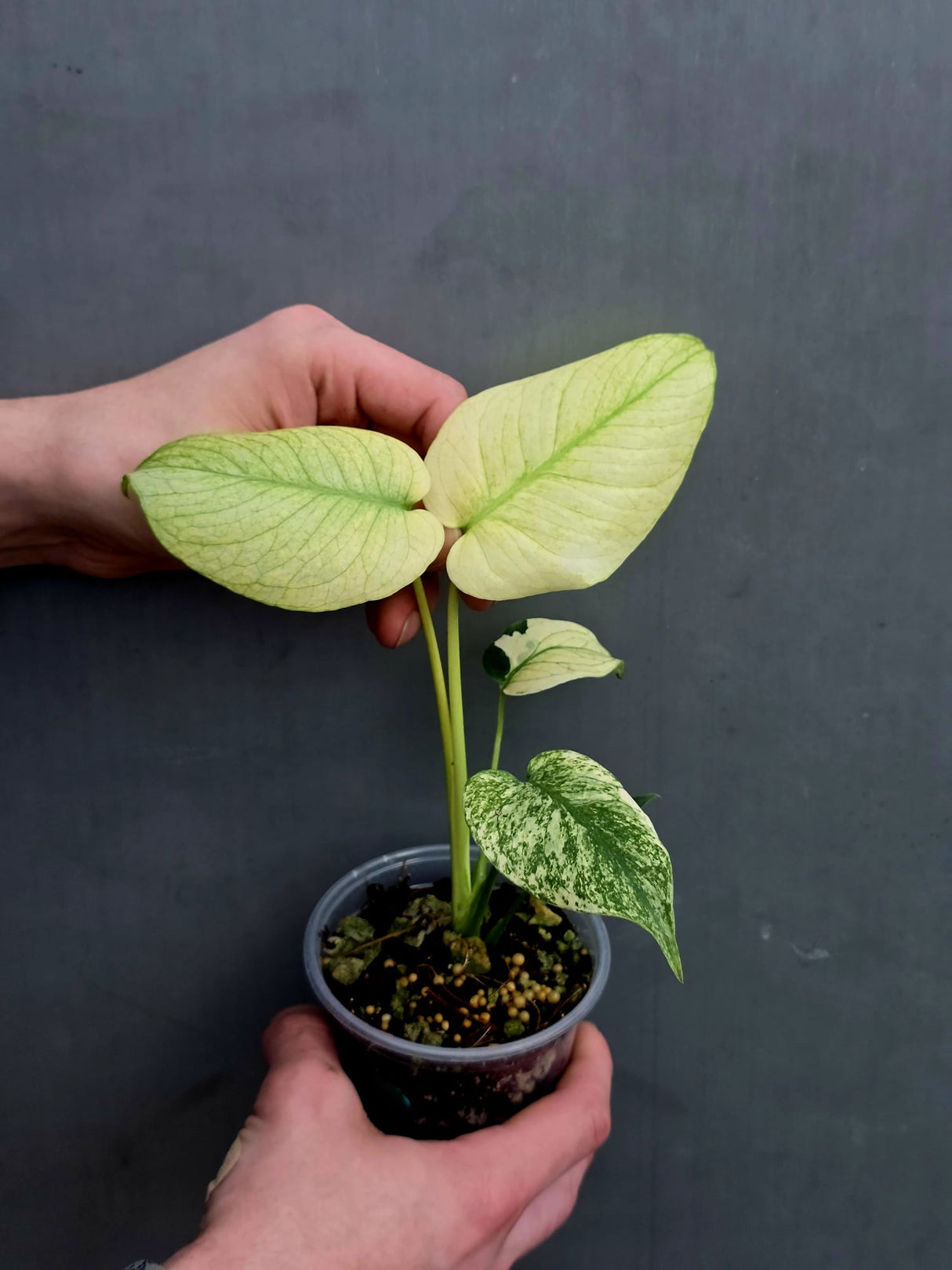 
Monstera Mint Live Plant
